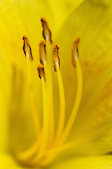 Image showing Day Lily