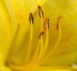 Image showing Day Lily