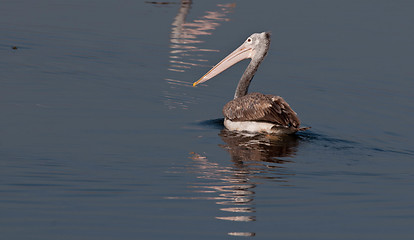 Image showing Spot Billed Pelican