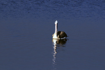 Image showing Gray Pelican