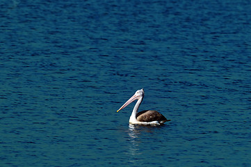 Image showing Gray Pelican