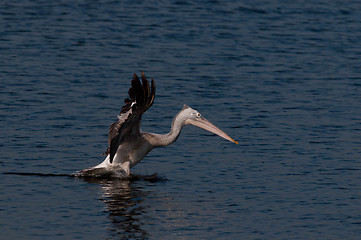 Image showing Spot Billed Pelican