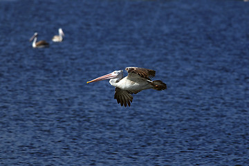 Image showing spot billed pelican