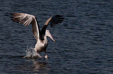 Image showing Spot Billed Pelican