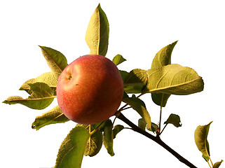 Image showing Apple