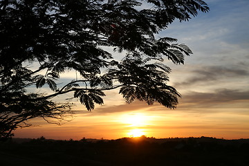Image showing Silhouette of tree in sunset
