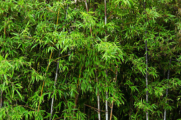 Image showing bamboo