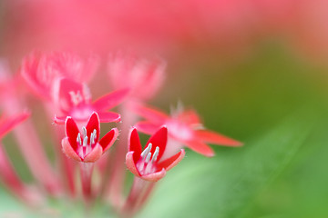 Image showing red flower