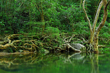 Image showing water in forest