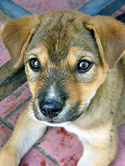 Image showing Puppy