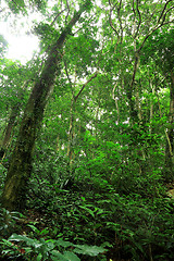 Image showing forest