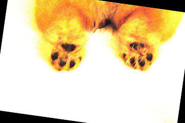 Image showing Chow paw