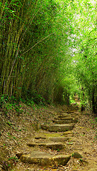 Image showing path in bamboo forest