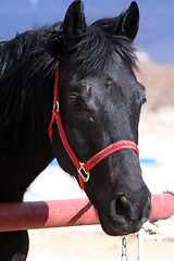 Image showing Black horse headshot