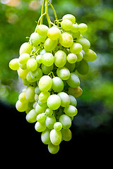 Image showing Grapevine