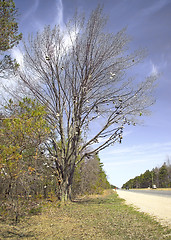 Image showing A famous large Shoe Tree stands next to US 131, just north of Kalkaska, Michigan. (14MP camera)