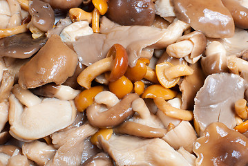 Image showing Assorted mushrooms