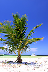 Image showing Palm