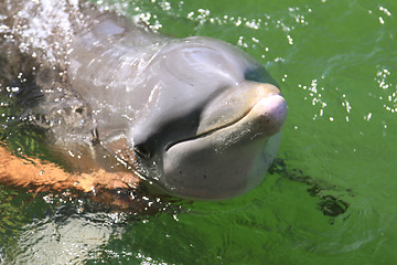 Image showing Dolphin