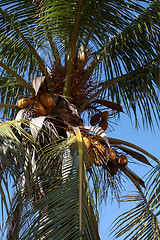 Image showing Palm