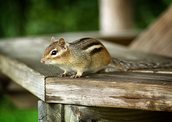 Image showing Chipmunk