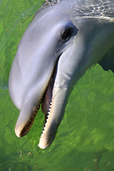 Image showing Dolphin