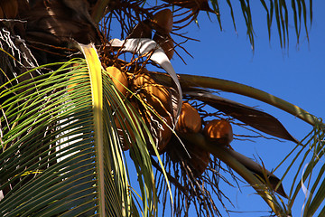 Image showing Palm