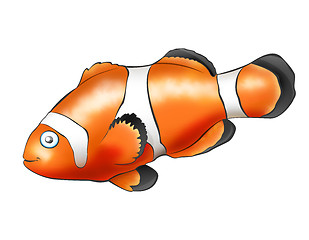 Image showing Fish - Clown