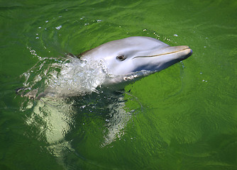 Image showing Dolphin