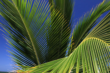 Image showing Palm