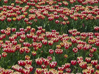 Image showing Tulips