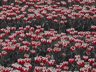 Image showing Tulips