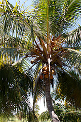 Image showing Palm