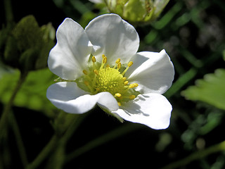 Image showing A white Strawberry Blossom in the garden. (macro)