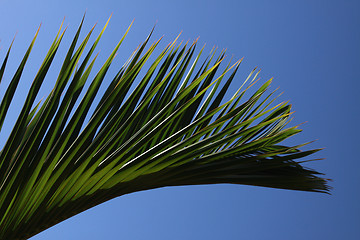 Image showing Palm