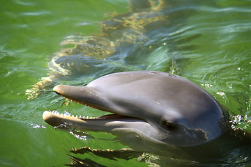 Image showing Dolphin