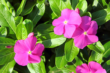 Image showing pink flowers with green leaves