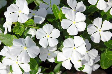 Image showing white flowers with green leaves