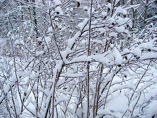 Image showing Frozen trees background