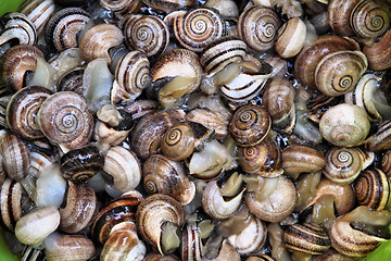 Image showing Edible snails