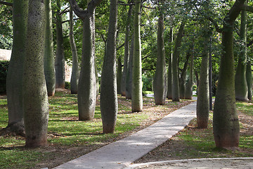 Image showing Silk floss trees in Valencia