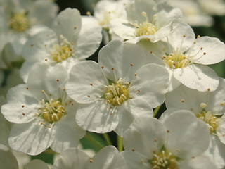 Image showing White Blossoms