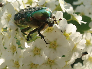 Image showing White Blossoms & Bug