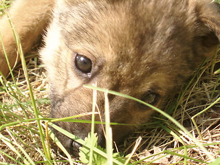 Image showing Baby Dog