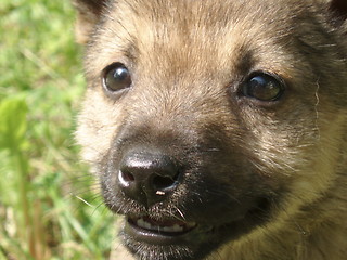 Image showing Baby Dog