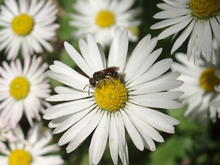 Image showing Daisy