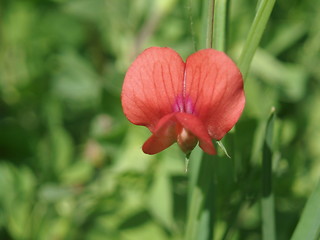 Image showing Red wild  flower