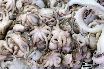 Image showing Squids