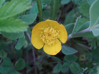 Image showing Yellow wild floweer