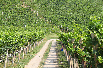 Image showing Vineyard